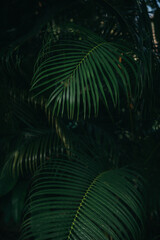 Fototapeta na wymiar Green palm leaves in dark tropical forest background 