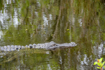 American Alligator