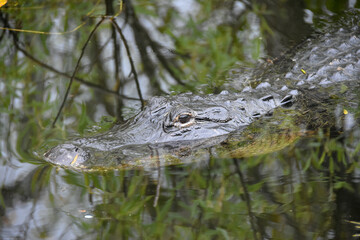 American Alligator