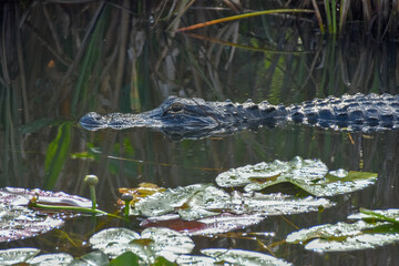 American Alligator