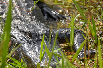 American Alligator