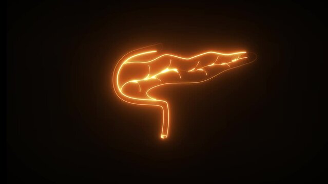 Neon pancreas. Pancreas has both endocrine and exocrine function. This produces so much alkaline fluid.