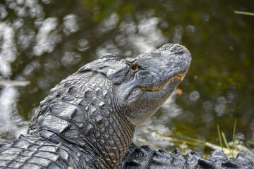 American Alligator