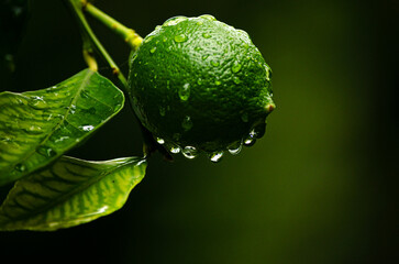 Closeup of lemon tree branch with a green lemon on a rainy day.