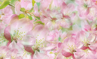Floral spring background. Petals flowers. Close-up. Nature.