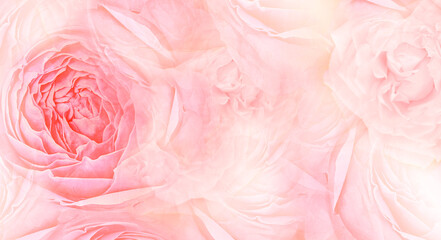 Roses flowers. Floral spring background. Close-up. Nature.