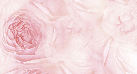 Roses flowers. Floral spring background. Close-up. Nature.