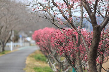 Plum blossoms announcing the arrival of spring of Japan on a walkway
