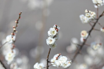 Plum blossoms announcing the arrival of spring of Japan on a walkway