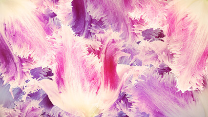 Сlose up of pink tulip petals, abstract natural floral background