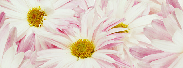 Pink chrysanthemum flower close up.  Floral spring background.   Nature.
