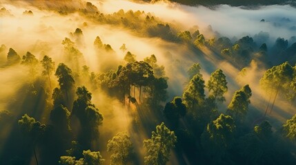 Enchanting Forest Scenery: A Glimpse of Sunshine and Misty Panoramic View