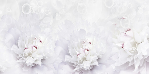 Holiday card with peony flowers. Floral   white 
 background. Close-up. Nature.