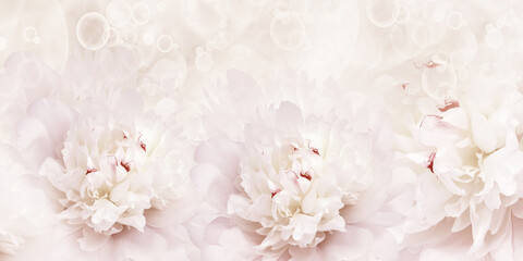 Holiday card with peony flowers. Floral background. Close-up. Nature.