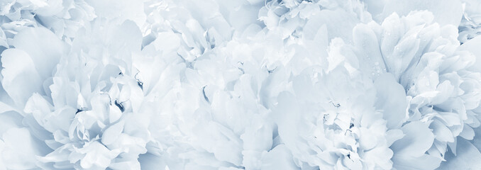 Peonies flowers.   Floral spring background.  Close-up.  Nature.
