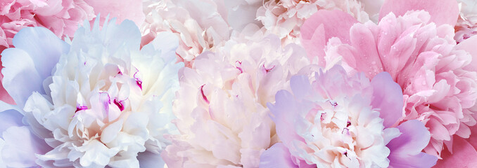 Peonies flowers.   Floral spring background.  Close-up.  Nature.