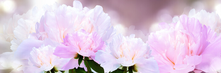 Fototapeta premium Floral spring background. Peonies flowers and petals flowers. Close-up. Nature.