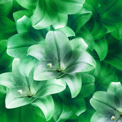 Floral spring background. bouquet  flower petals. Close-up. Nature.