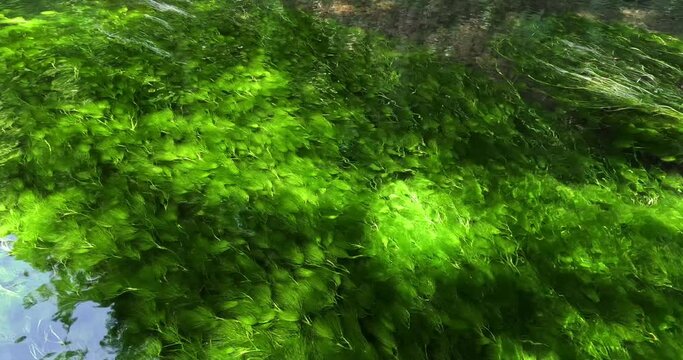 梅花藻　バイカモ  Algae　Batrachium　Ranunculus nipponicus var. submersus
