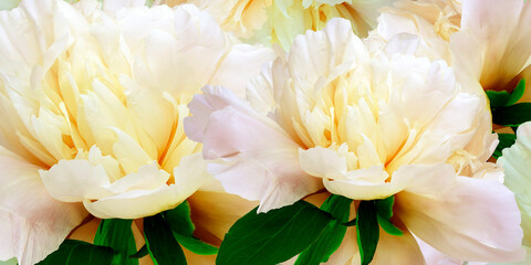 Floral spring background.  Peonies flowers and petals flowers. Close-up.  Greeting card.  Nature.