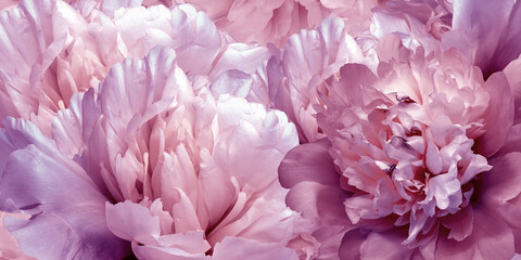 Floral spring background.  Peonies flowers and petals flowers. Close-up.  Greeting card.  Nature.
