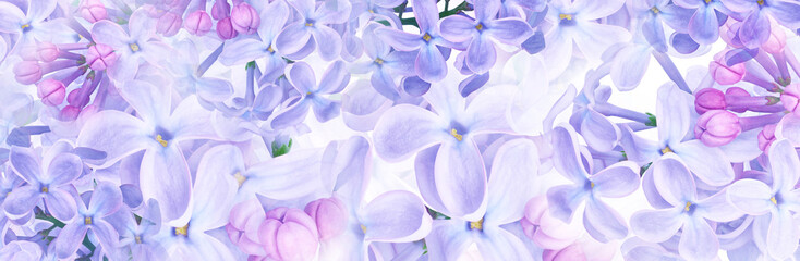 Lilac flowers. Floral  spring background. Nature.