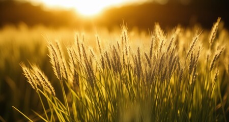 Obraz premium Golden Harvest - A field of wheat under the sun's glow