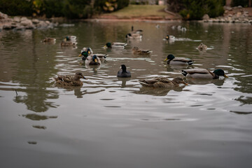 Bunch of Ducks on Crowded Duck Pond Cute Swimming Stone Riverbed