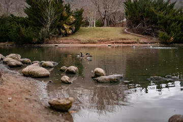Geese Adorable Outside in Pond Water