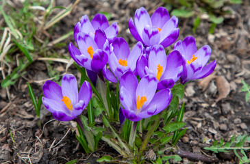 A bunch of blooming crocuses on the ground in nature
