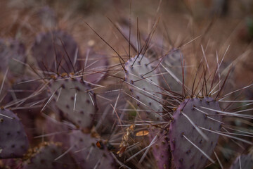 Pretty Background Wallpaper Purple Cactus