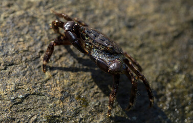Pachygrapsus marmoratus is a species crab, sometimes called the marbled rock crab or marbled crab. Black Sea. Crab in the stones. The mating behavior of the animal, the release of foam.