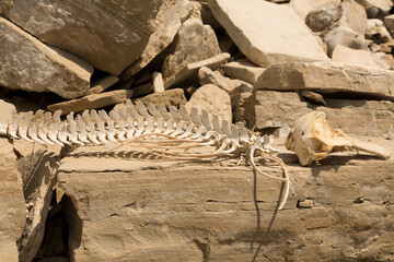Decomposition of the corpse of a Black Sea dolphin. The skull of a marine mammal. Environmental cataclysm. Death of animals.