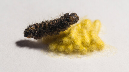 Apanteles glomeratus, Pieris brassicae. Parasitization of insects among themselves. Koinobiont parasitoid wasps.