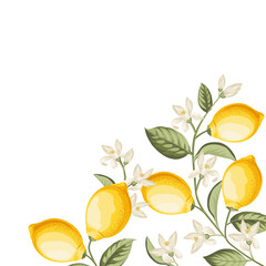 Lemon frame illustration. hand-drawn citrus. - 744927688