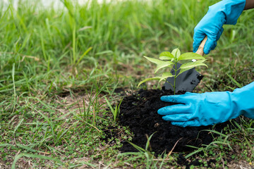 Volunteering Protection of environment and nature ecology concept. Group of volunteer plant a tree Plant trees water them till the soil. Nature for sustainable environment.Global warming concept.