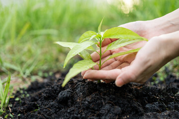 Volunteering Protection of environment and nature ecology concept. Group of volunteer plant a tree...