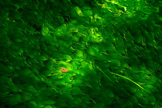 梅花藻　バイカモ  Algae　Batrachium　Ranunculus nipponicus var. submersus
