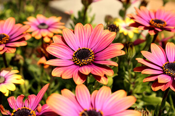 Fototapeta premium Beautiful Iridescent Pink Coneflowers Dancing in the Wind 