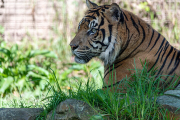 Sumatran Tiger
