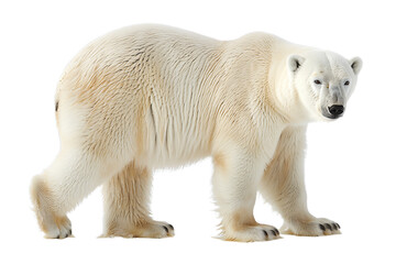 White Polar Bear Isolated on a Transparent PNG Background