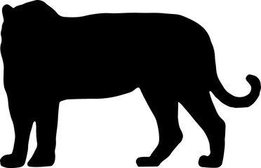 tiger silhouette in vector png. Can be used as a stencil or template for festive decorations, postcards, shop windows, logos, etc, transparent.