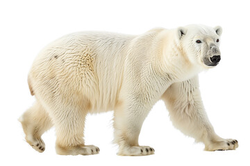 White Polar Bear Isolated on a Transparent PNG Background - obrazy, fototapety, plakaty