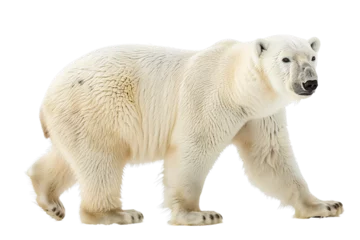 Foto op Canvas White Polar Bear Isolated on a Transparent PNG Background © jirayut