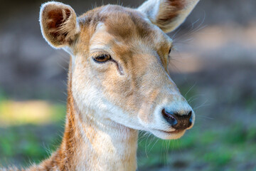 European Fallow Deer