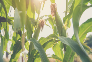 Corn in the field .Close up of green corn leaves. Waxy corn field in sunset. - obrazy, fototapety, plakaty