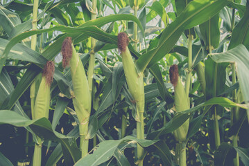 Different corn plantation in corn fields.