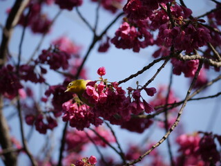 目白（メジロ）と寒緋桜（カンヒザクラ）