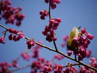 目白（メジロ）と寒緋桜（カンヒザクラ）