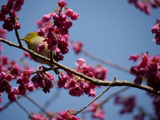 目白（メジロ）と寒緋桜（カンヒザクラ）